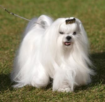 maltese-dog-outside-on-grass